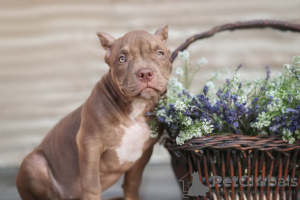 Additional photos: American Bully