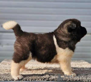 Additional photos: American Akita, puppies available