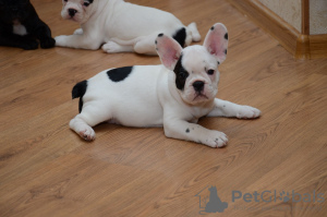 Photo №2 to announcement № 120661 for the sale of french bulldog - buy in Germany private announcement