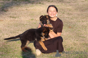 Photo №1. german shepherd - for sale in the city of Гамбург | 329$ | Announcement № 142818