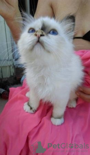 Photo №1. birman - for sale in the city of Quebec City | 370$ | Announcement № 39163