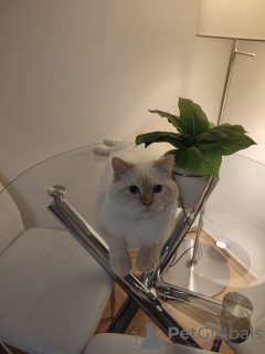 Photo №2 to announcement № 129051 for the sale of neva masquerade - buy in Germany 