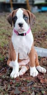 Photo №1. boxer - for sale in the city of Lisbon | 723$ | Announcement № 165952