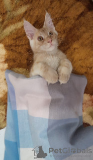 Photo №2 to announcement № 88825 for the sale of maine coon - buy in Russian Federation from nursery, breeder