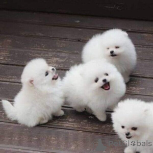 Photo №3. awesome Pomeranian puppies available. Luxembourg