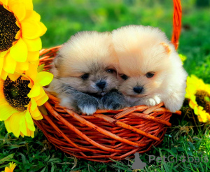 Photo №1. pomeranian - for sale in the city of Baden Baden | negotiated | Announcement № 166147