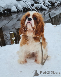 Photo №3. Gorgeous male Cavalier King Charles Spaniel. Russian Federation