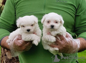 Photo №1. maltese dog - for sale in the city of Porto | Is free | Announcement № 28508