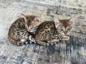 Photo №1. bengal cat - for sale in the city of Heidelberg | 800$ | Announcement № 133037