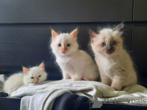 Photo №1. birman - for sale in the city of Donzdorf | 329$ | Announcement № 149144