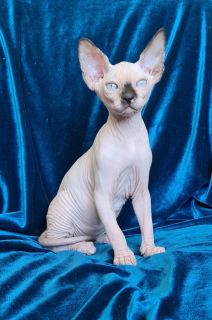 Photo №1. sphynx-katze - for sale in the city of Dnipro | 850$ | Announcement № 7128