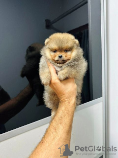 Additional photos: Pomeranians puppies