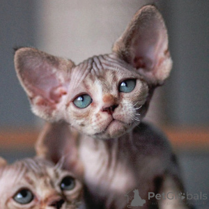 Photo №1. devon rex - for sale in the city of Riga | negotiated | Announcement № 171387