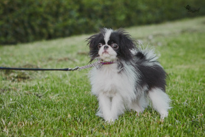 Photo №1. japanese chin - for sale in the city of St. Petersburg | 865$ | Announcement № 2853