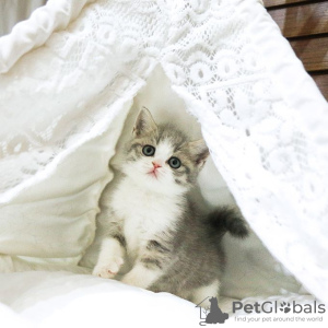 Photo №1. british shorthair - for sale in the city of Thunder Bay | 800$ | Announcement № 123806