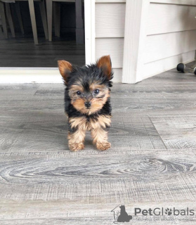 Photo №2 to announcement № 84734 for the sale of yorkshire terrier - buy in Australia private announcement