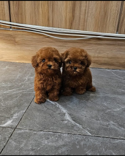 Photo №1. poodle (toy) - for sale in the city of Riga | negotiated | Announcement № 176282