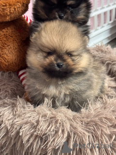 Photo №1. german spitz - for sale in the city of Arrondissement de Paris | Is free | Announcement № 162730