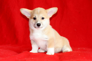 Photo №2 to announcement № 1564 for the sale of welsh corgi - buy in Russian Federation 
