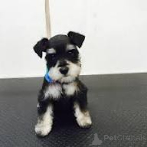 Photo №2 to announcement № 169506 for the sale of schnauzer - buy in Finland private announcement, breeder