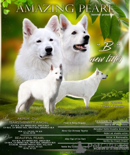 Photo №1. berger blanc suisse - for sale in the city of Minsk | negotiated | Announcement № 11445