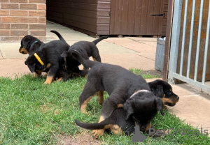 Photo №3. Beautiful male and female Rottweiler puppies available. United States