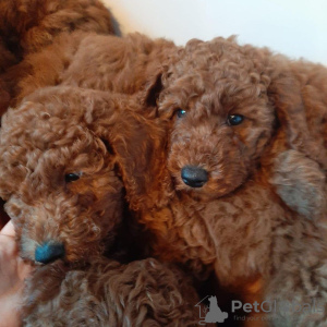 Photo №1. poodle (royal) - for sale in the city of Ängelholm | 420$ | Announcement № 13389