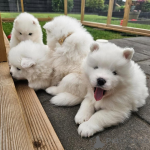 Photo №1. samoyed dog - for sale in the city of Mamer | negotiated | Announcement № 169285