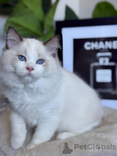 Photo №2 to announcement № 157128 for the sale of ragdoll - buy in Luxembourg breeder