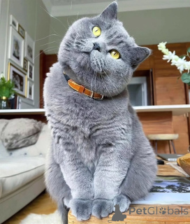 Photo №2 to announcement № 156694 for the sale of british shorthair - buy in Switzerland private announcement