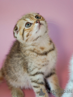 Photo №2 to announcement № 161687 for the sale of  - buy in United States 