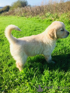 Photo №1. golden retriever - for sale in the city of Münster | 423$ | Announcement № 99654
