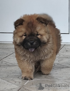 Photo №1. chow chow - for sale in the city of Belgrade | 264$ | Announcement № 108974