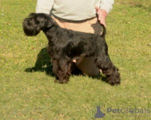 Photo №3. Miniature schnauzer puppies black and black silver. Serbia