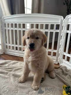 Photo №1. golden retriever - for sale in the city of Bettambur | 700$ | Announcement № 167406