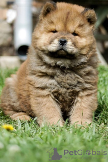 Photo №1. chow chow - for sale in the city of Bečej | 581$ | Announcement № 97589