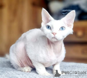 Photo №2 to announcement № 123673 for the sale of devon rex - buy in Germany private announcement