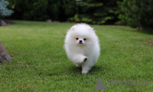 Photo №2 to announcement № 58271 for the sale of pomeranian - buy in France 