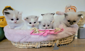 Photo №1. ragdoll - for sale in the city of Liège | Is free | Announcement № 167513