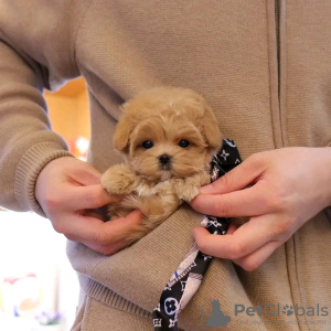 Photo №3. Maltipoo puppies looking for a new home Business WhatsApp 37256062792. Belgium