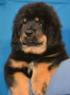 Photo №4. I will sell tibetan mastiff in the city of Mariupol. private announcement - price - negotiated