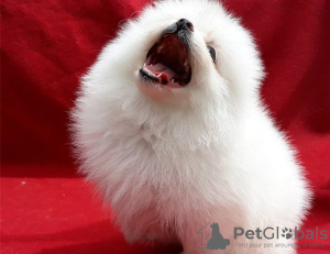 Photo №1. pomeranian - for sale in the city of Bosanska Krupa | 300$ | Announcement № 63514