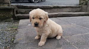Photo №1. golden retriever - for sale in the city of Munich | 317$ | Announcement № 69760