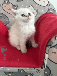 Photo №1. exotic shorthair - for sale in the city of Zgierz | 492$ | Announcement № 146288