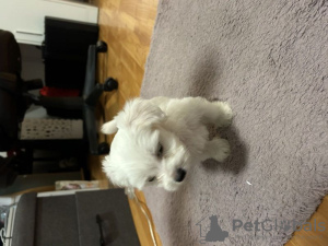 Photo №1. maltese dog - for sale in the city of Visaginas | 370$ | Announcement № 75766