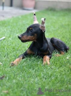 Photo №4. I will sell dobermann in the city of Belgrade. private announcement - price - negotiated