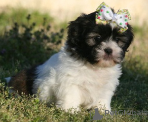 Photo №2 to announcement № 36388 for the sale of shih tzu - buy in Germany 
