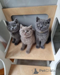 Photo №1. british shorthair - for sale in the city of Achterveld | 413$ | Announcement № 176579