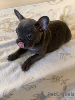 Photo №4. I will sell french bulldog in the city of Glasgow. private announcement, breeder - price - 475$