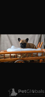 Photo №3. French bulldog puppy available. Germany